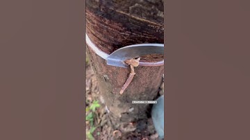 Rubber tree plant #rubberfarming #satisfying #bushcraft #rubbertapping #rubbertree #woodworking