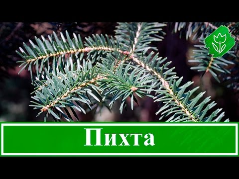🌲 Дерево пихта – посадка и уход: пихта зимой и осенью; виды и сорта пихты