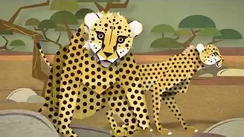 The Zoo is Alive: Cheetahs at Woodland Park Zoo Seattle