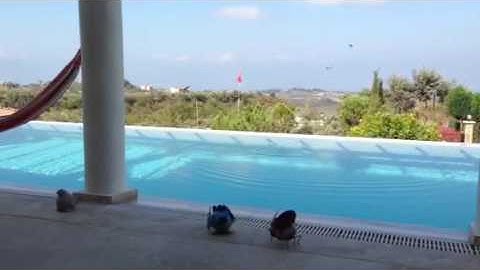 Vlieglessen voor jonge zwaluwen. Les 15. Drinken in volle vlucht zonder daarbij het water met ander