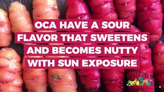 Produce Bites - Oca Potatoes