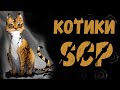 Котики SCP