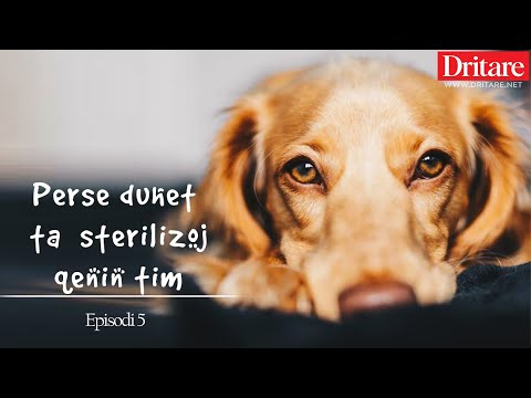 Video: A duhet ta çoj qenin tim te veterineri?