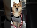 動画撮影中に大きなカミナリ音が！！豆柴姉妹の反応は！？