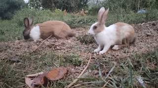 Cute rabbit Morning video|| bunny rabbit playing