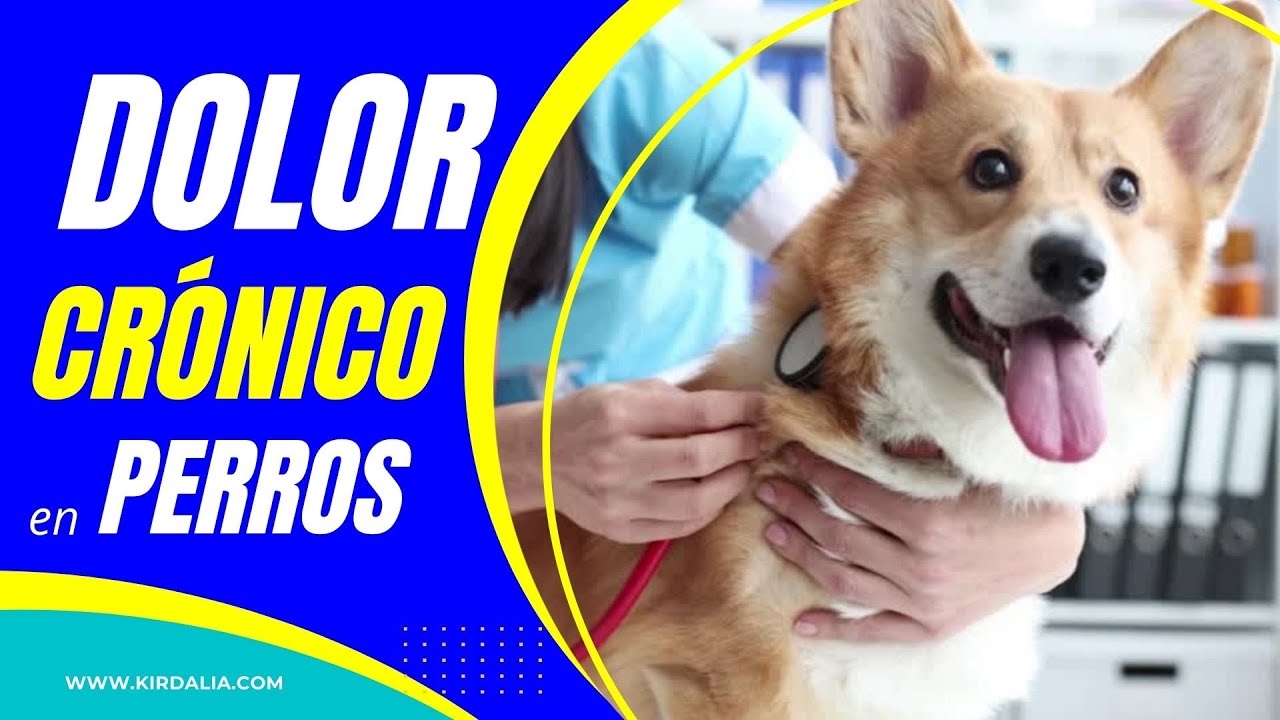 Se puede entrar con perros en carrefour