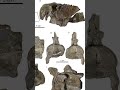 Un Plésiosaure oublié comme fossile national #fossile #science #géologie #paléontologie