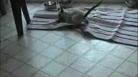 Video 11768061: siamese cat playing, cat feather, cat playing ball, longing