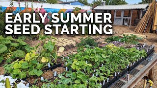 Summer Seed Starting: Beans, Squash and Sunflowers! 🌱🌻