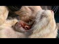 Removing an enormous cuterebra inside cats neck part 27
