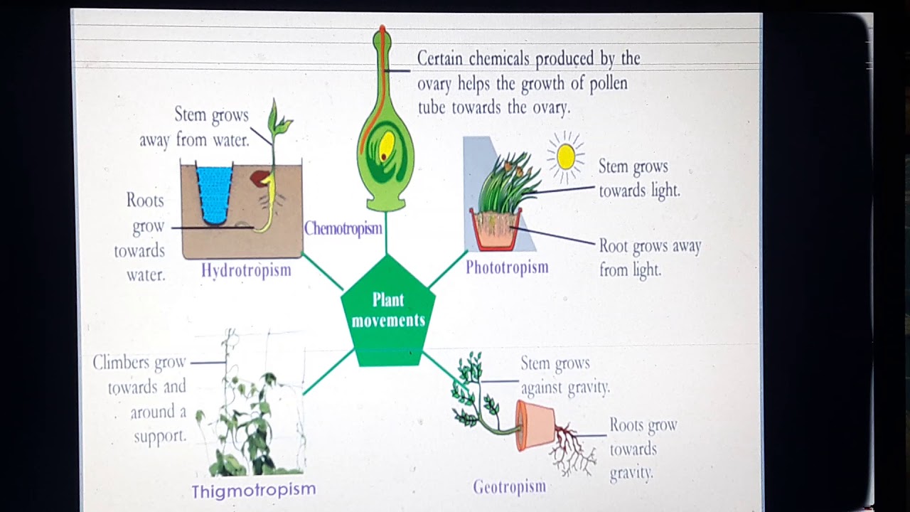 what is a control group in biology quizlet