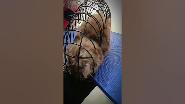 Good job handsome cat  #cat #cute #kitten #funny #catlover #kitty