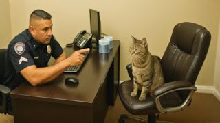 Download Lagu Als je samenwoont met een kat met een IQ van 200, is het nooit saai! 😲 MP3 Download Lagu Als je samenwoont met een kat met een IQ van 200, is het nooit saai! 😲 MP3