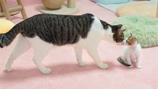 What Happens When the Rescued Kitten Lives with Big Cats? │ Episode.56