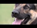 Odin the german shepherd in slow motion