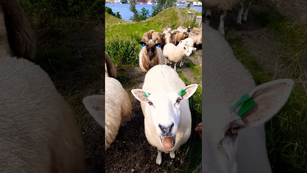 Sheep's Unexpected & Hilarious Reaction to the Camera 