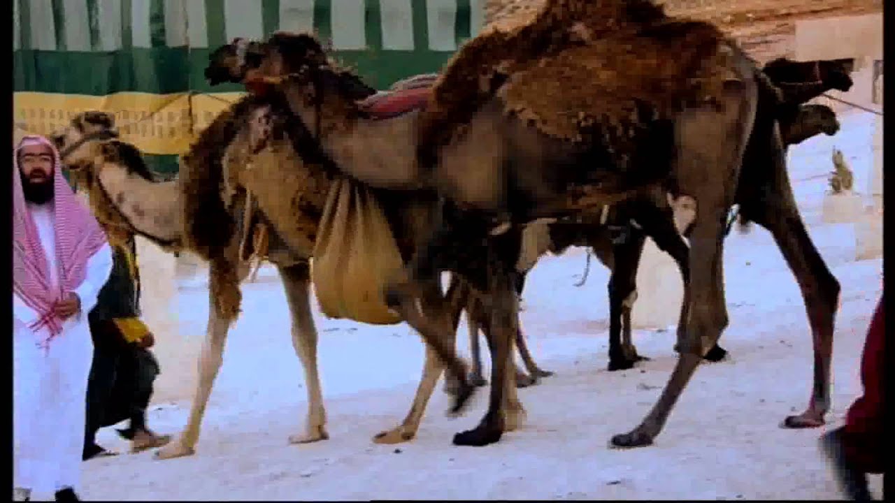 السيرة النبوية الحلقة 10 ( المقاطعة وعام الحزن ) HD