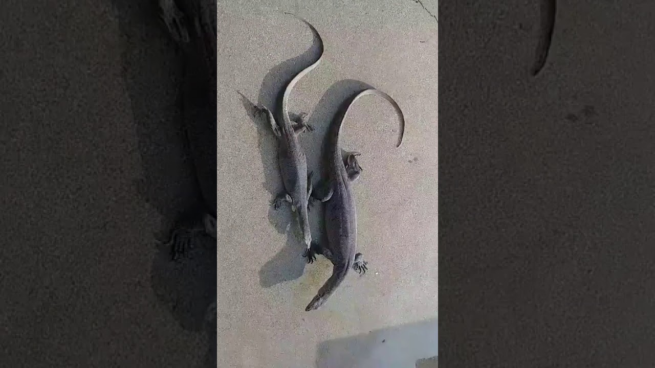 Pair of Merten's Water Monitors Free Roaming - YouTube