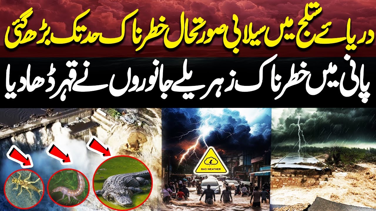 Sutlej River Flood Disaster | Flood Hits Pakistan | Chenab, Ravi River Overflows |Creatures in Water