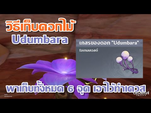 วิธีเก็บดอกไม้  Udumbara  ทั้งหมด 6 จุด สำหรับทำเควสโลก │ Genshin Impact