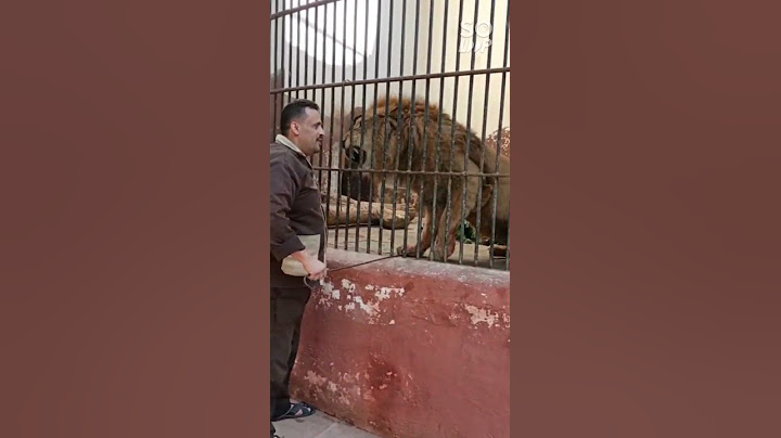 زئير الأسد قوي جداا 🦁 lion king