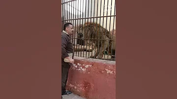 زئير الأسد قوي جداا Lion King 