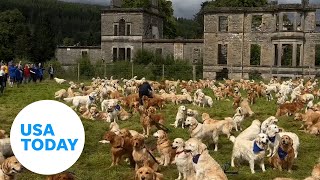 Golden retriever lovers unite! Hundreds mark breed anniversary | USA TODAY