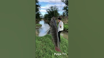 Dẫn Cả Nhóm Đi Câu Cá Rô Phi Thật Vui #shorts