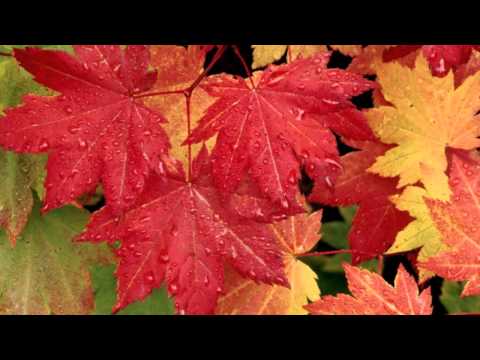 André Rieu - Les Feuilles Mortes (Autumn Leaves)
