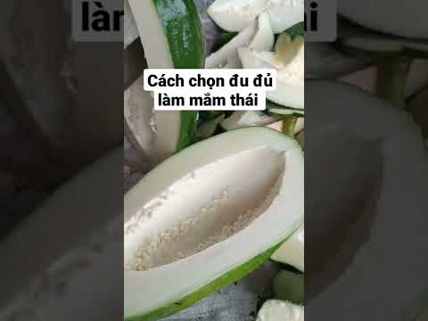 Cách chọn đu đủ mỏ vịt làm mắm thái #short