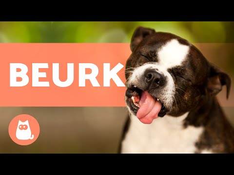 Vidéo: 6 façons naturelles d’améliorer le pelage de votre chien et de réduire l’excrétion
