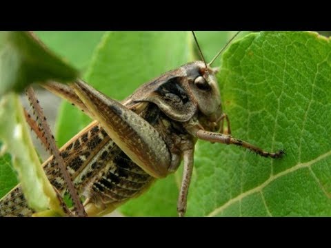 Wideo: Irytująca Szarańcza Pustynna