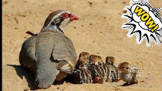 МОДА КАБК || КУРОПАТКА|| CHOKAR PARTRIDGE Female call ||KEKLIK SESI