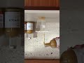 GIMBER - reasons to toast