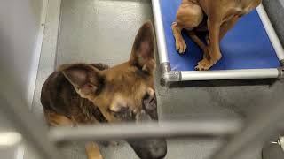 acs A689735
