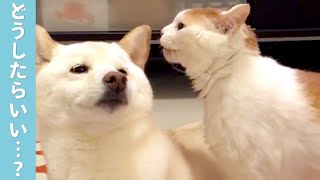 「え…なに…？」ニャンコからのボディーコンタクトにドギマギ…