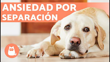 ¿Por qué tengo ansiedad cuando dejo a mi perro?