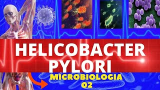 HELICOBACTER PYLORI - MICROBIOLOGIA (BACTÉRIAS PATOGÊNICAS) |GASTRITES E ÚLCERAS PÉPTICAS