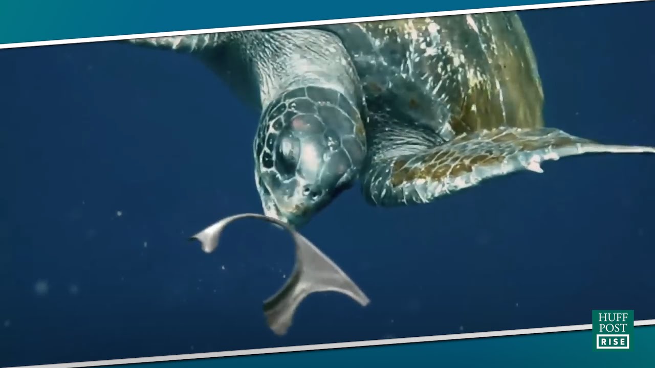 Edible Six Pack Rings Aim To Protect Marine Life YouTube