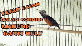 Download Lagu PANCINGAN AMPUH KONIN BAHAN, KONIN MACET, KONIN SELESAI MABUNG JADI JOSS LAGI❗❗❗ MP3