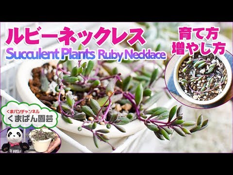 多肉植物 ルビーネックレスの育て方 増やし方 くまパン園芸 Youtube