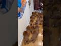 隠れた子犬探し