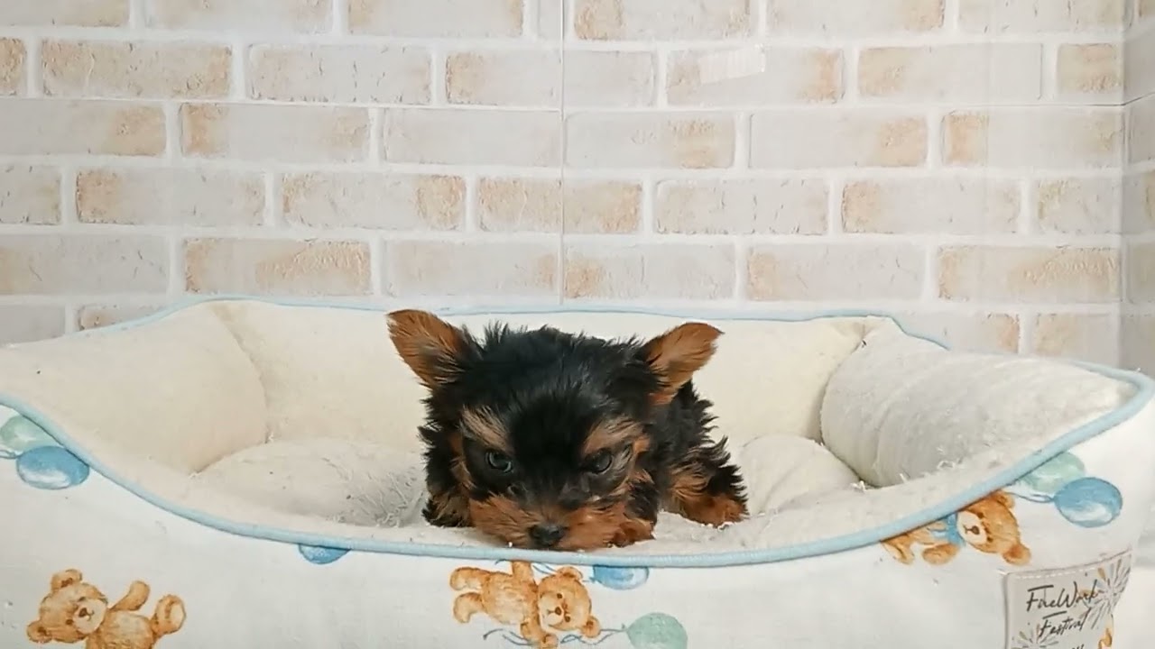 ヨークシャテリア 744745 ヨークシャーテリア - YouTube