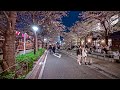 Japan  tokyo shibuya meguro cherry blossoms night walk  4kr