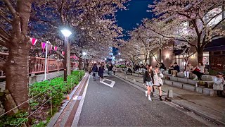 Japan - Tokyo Shibuya, Meguro Cherry Blossoms Night Walk • 4K HDR