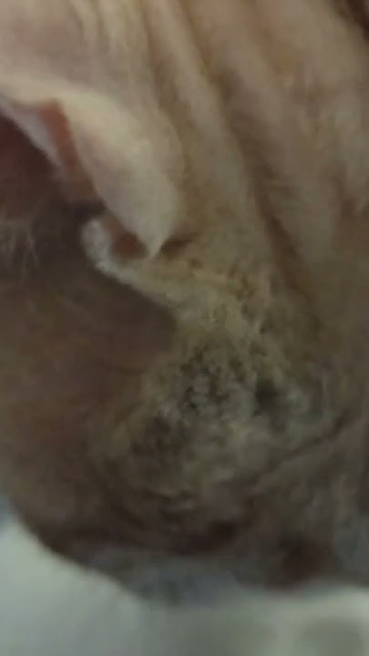 how-cat-drink-milk-youtube