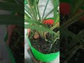 Most Beautiful Sugarcane Plant! 😍🎋 #nature #redsugarcane #ytshortsindia #Trending