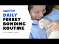 How to bond with your ferret  daily ferret bonding routine