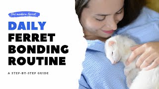 How to Bond with Your Ferret : DAILY Ferret Bonding Routine