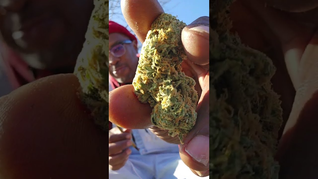 Lemon 🍋 Skunk 🦨, the Illest Haze? Flower review. THCa